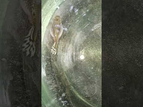 Rip guppy fish 😭 #fishtank #shorts  #guppy