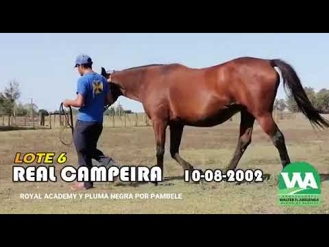 Lote REAL CAMPEIRA (BRZ)