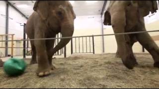 preview picture of video 'Road to Recovery Leads Elephants to Maine'