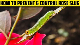 Rose Slug - How to prevent and control it