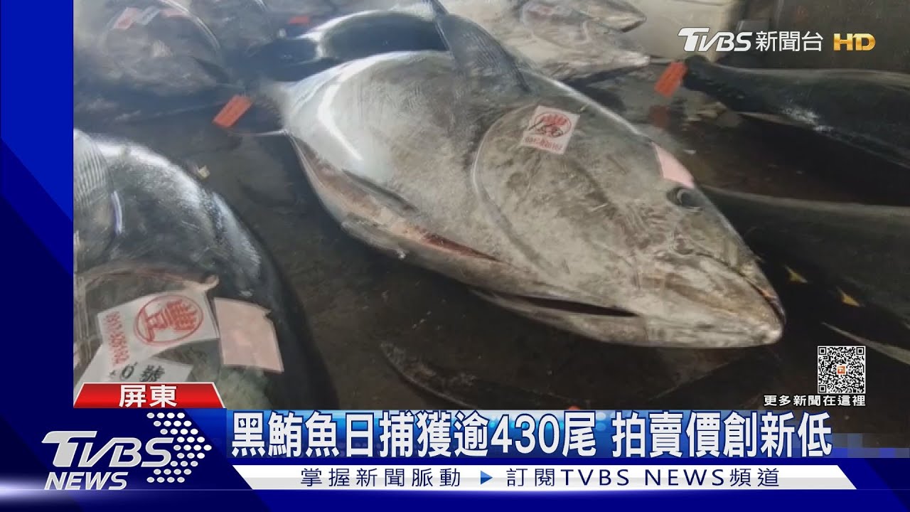 爆量！東港黑鮪拍賣價創新低　生魚片+泰國蝦吃到飽750元