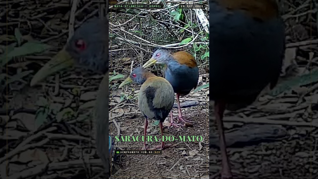 Video of two slaty-breasted wood-rails at Sítio Canaã