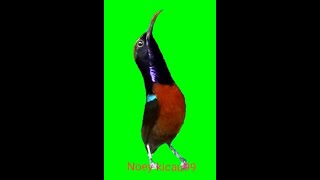 Download lagu Konin Rasa LoveBird..#koningacor #kolibrininja #shorts mp3