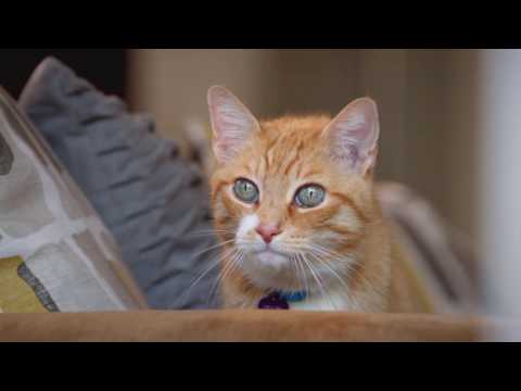 NewsLink Indiana - September 29, 2016