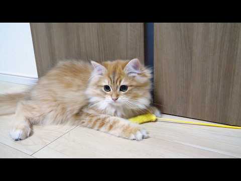 YouTube 썸네일