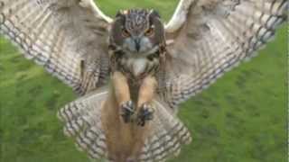 Mason Williams - Classical Gas - HQ