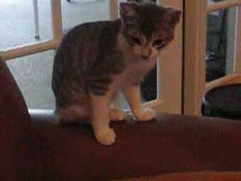 Misty and my other cat fight