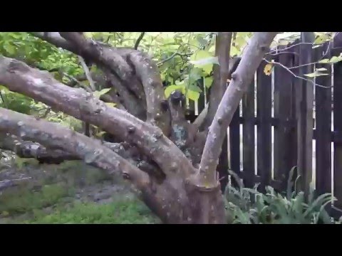 download lagu mp3 mp4 Mulberry Tree Oregon, download lagu Mulberry Tree Oregon gratis, unduh video klip Mulberry Tree Oregon