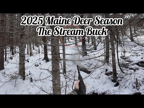 2025 Maine Deer Season - The Stream Buck