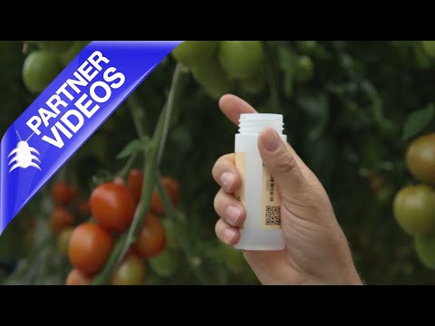  How to use Miglyphus from Koppert Video 