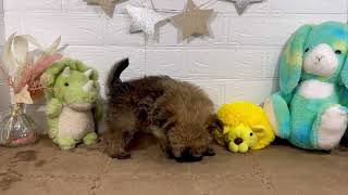 ハーフ犬の動画01