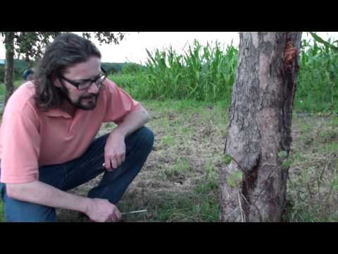 Prof. Dr. Rohe untersucht einen kranken Apfelbaum