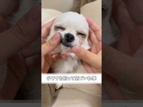 今日も我が家はチワワに飼われてます#あるある #犬のいる生活