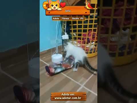 Vídeo de bela