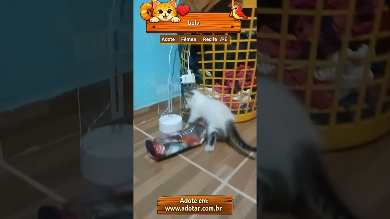 Gato raça SRD-ViraLata idade 2 a 6 meses nome bela