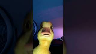 Download lagu Fluffing a duck #shorts. #memes. #meme mp3