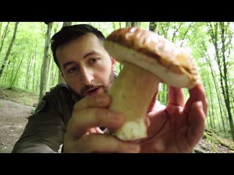 Boletus - Vrganji - Porcini I Boletus reticulatus, Gljive l Pecurke l Mushroom