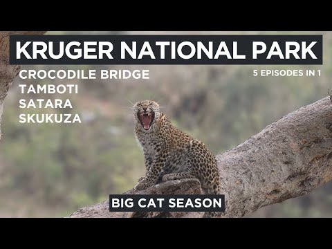 Kruger National Park - Big Cat Season