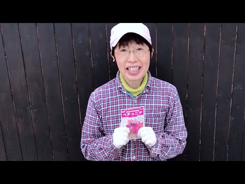 ペチュニアの種まき: これが仕組みです 植物