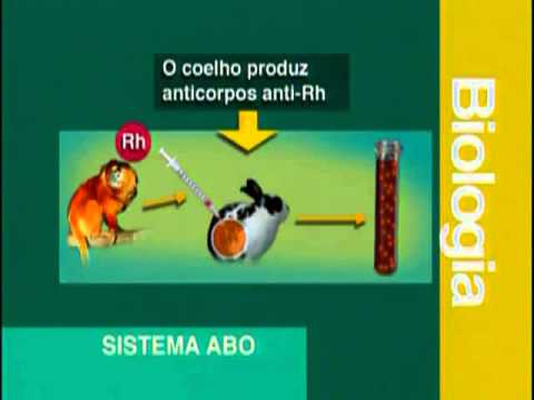 07   Sistema ABO e RH