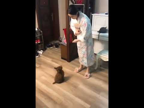 funniest animal videos of 2022 - funny golden retriever dogs and cutest golden puppies  V.18275 #fu