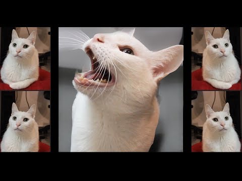 Ed Sheeran - Shape of You - Cats Cover