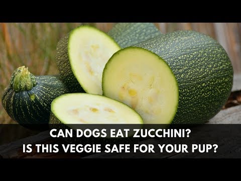 YouTube video about: Can dogs eat zucchini squash?