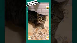 Download lagu VIRAL!!! KUCING BISA NGOMONG!!! ๐น๐ mp3 Download lagu VIRAL!!! KUCING BISA NGOMONG!!! ๐น๐ mp3