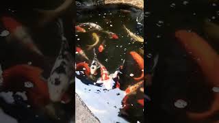 Download lagu ikan Dalam kolam || ikan koi #shorts #short #ikan #ikankoi mp3