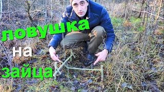 Как и на что ловить зайца