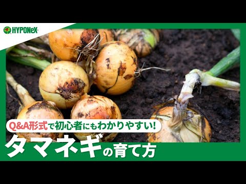 園芸 玉ねぎに関するよくある質問