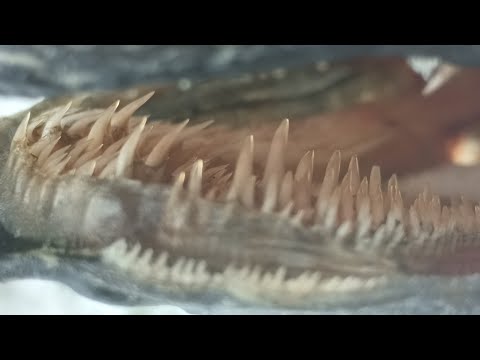 Koetaan verkot - Varokee uveavantoja!