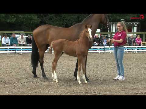 Casall-Corrado I-Landgraf, holstein premium colt!