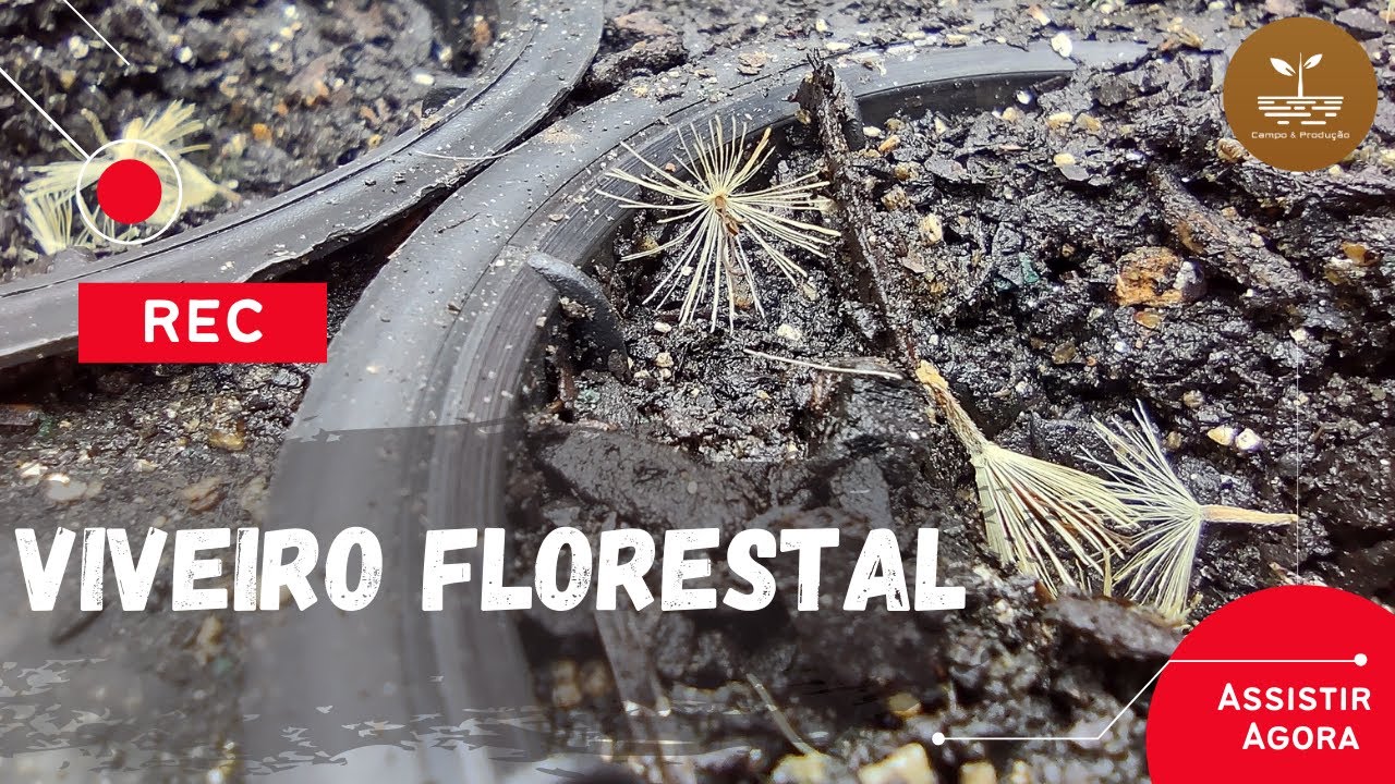 VIVEIRO FLORESTAL | Treinamento do SENAR com produção de mudas nativas!