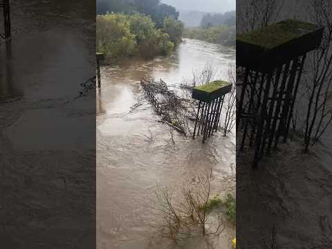Puente es arrastrado por la corriente en La Araucanía