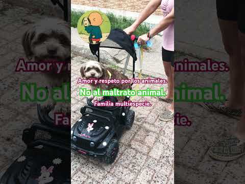 . Candy, la perrita automovilista del municipio de Supia Caldas.