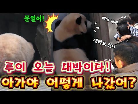 에버랜드 세컨하우스 😘 오늘 루이 후이 너무 귀여워요 마음이 행복해 져요 