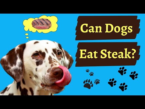 YouTube video about: Are buffalo lung steaks good for dogs?