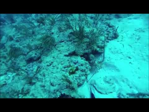 Lobster dubbed with Half-Life SFX