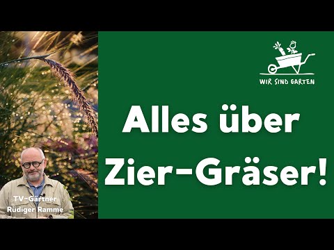 Alles über Zier - Gräser