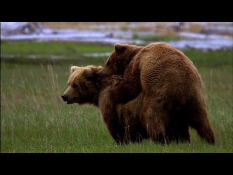 Alice's Bear Affair - Great Bear Stakeout - Episode 1 - BBC One