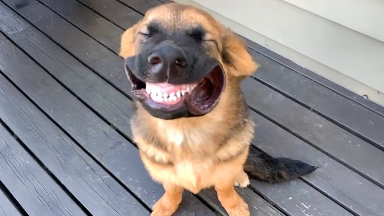 Funny Dogs Caught Being Absolutely Ridiculous 🤣