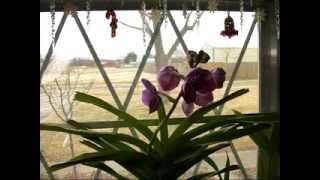 Amy Lambert- The House That Love Built