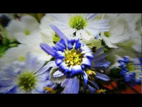 Opwekking 148 - Gods volk wordt uitgeleid