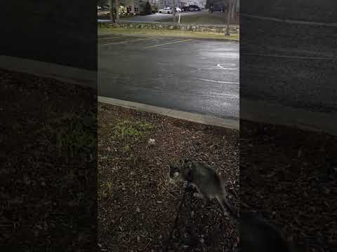 you can see it's at a slight angle here. also, that they allow pets😂