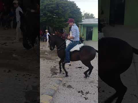Buenavista sucre caballos y tradiciones de la costa