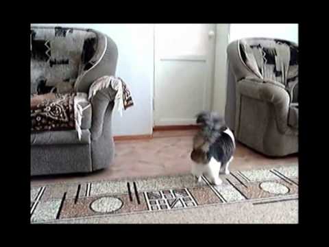 Kot i sharik (cat and ball )