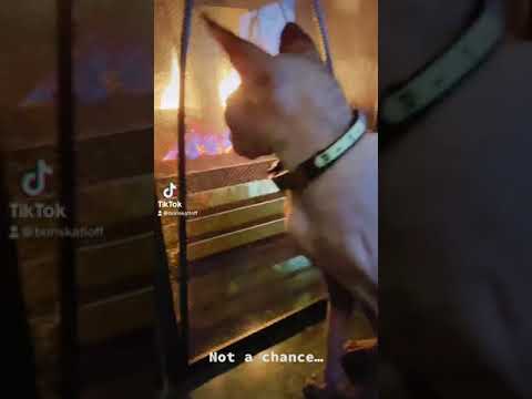 Hairless Sphynx Cat staying warm by the fireplace