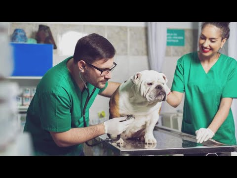 North Texas veterinarians keeping close eye on respiratory illnesses, canine influenza in dogs