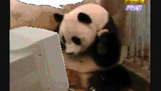 4Chan GIFs 2